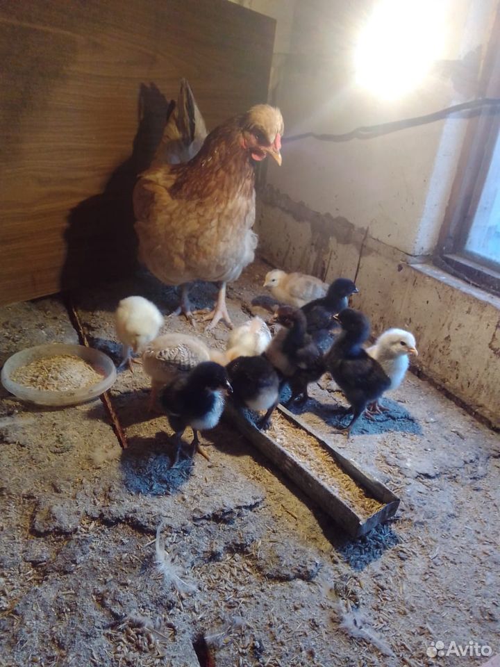 Продается наседка с цыплятами купить на Зозу.ру - фотография № 5