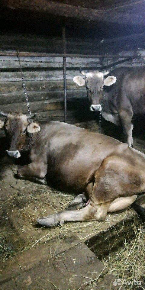 Двойная корова швидской породы купить на Зозу.ру - фотография № 4