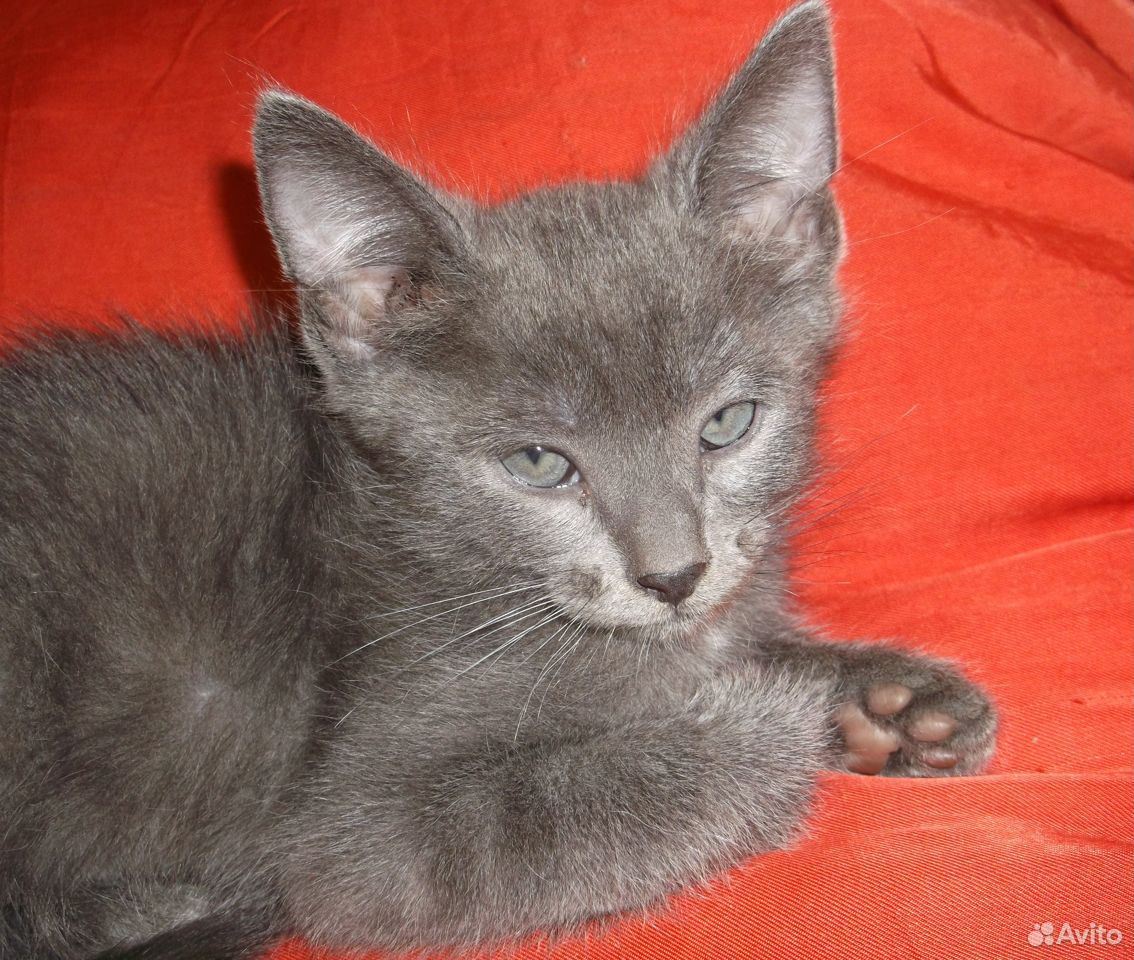Воспитанный котик Филя от кошки-мышеловки купить на Зозу.ру - фотография № 5