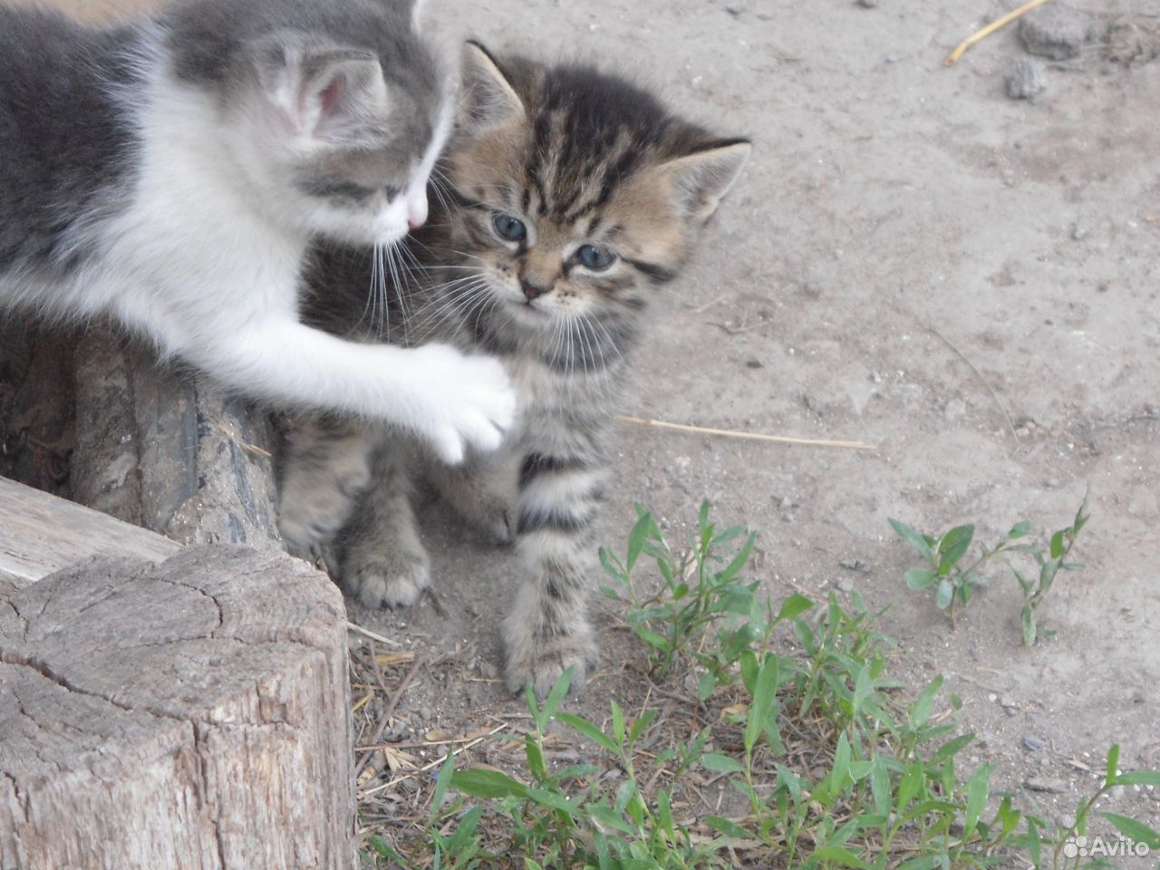 Котята от кошки мышеловки купить на Зозу.ру - фотография № 2