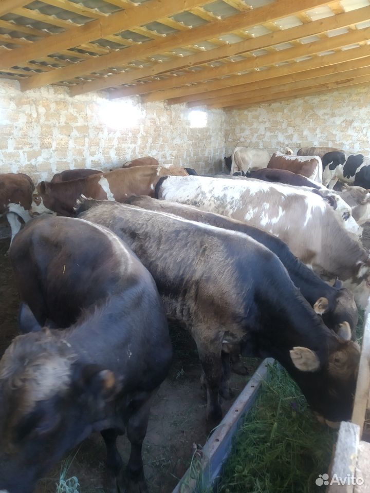 Продам бычков мясных пород купить на Зозу.ру - фотография № 5