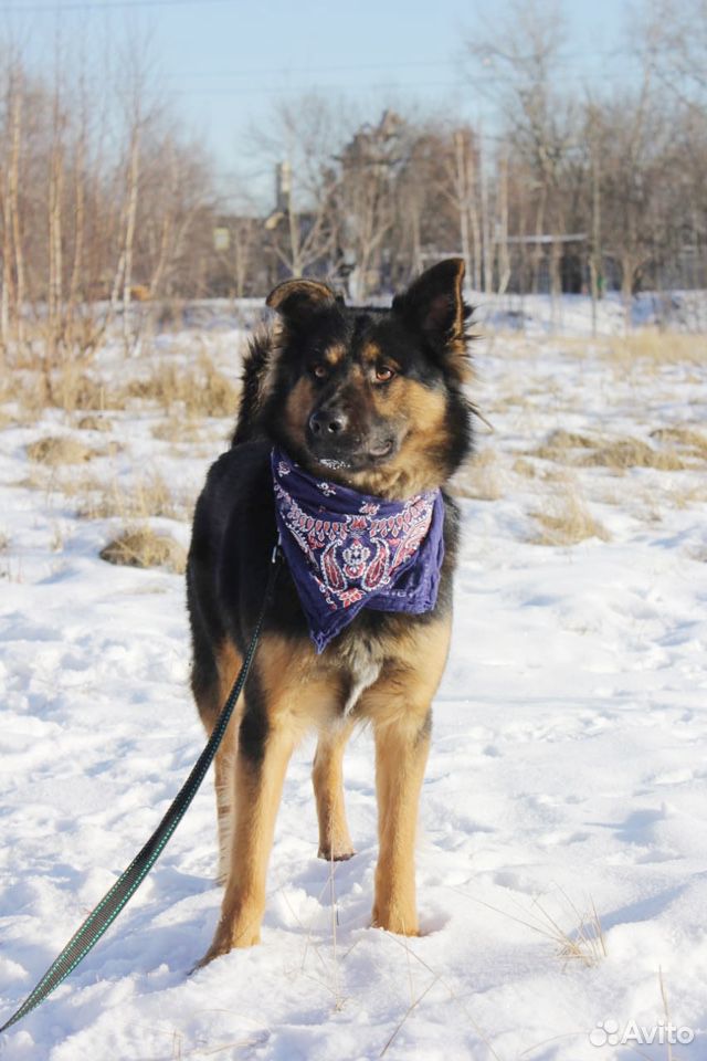 Собака для вольера, активный молодой кобель купить на Зозу.ру - фотография № 4