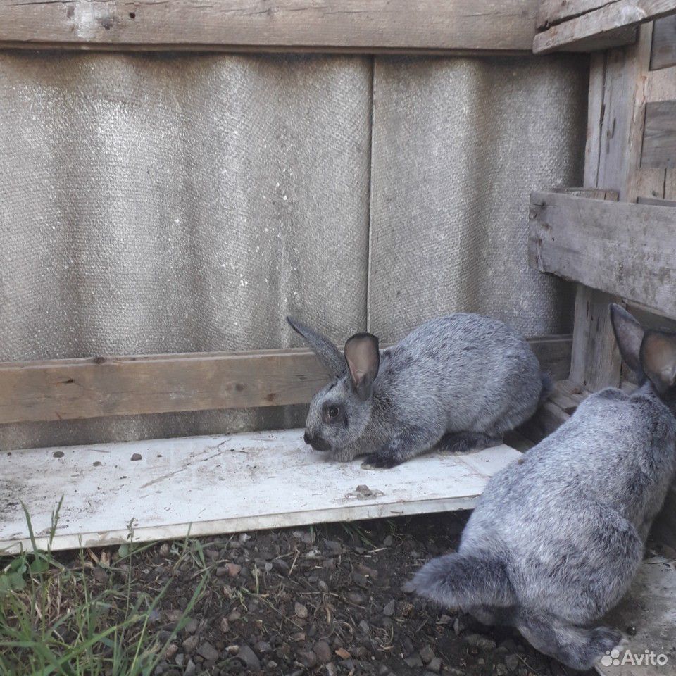Кролики Серебро купить на Зозу.ру - фотография № 6