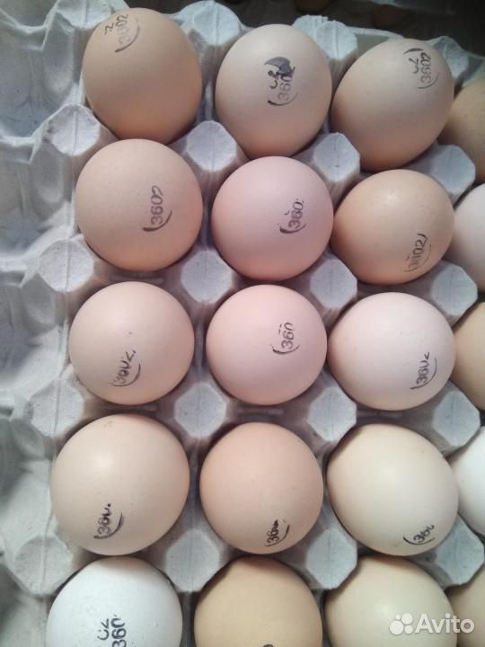 Инкубационное яйцо кобб 500 купить на Зозу.ру - фотография № 1