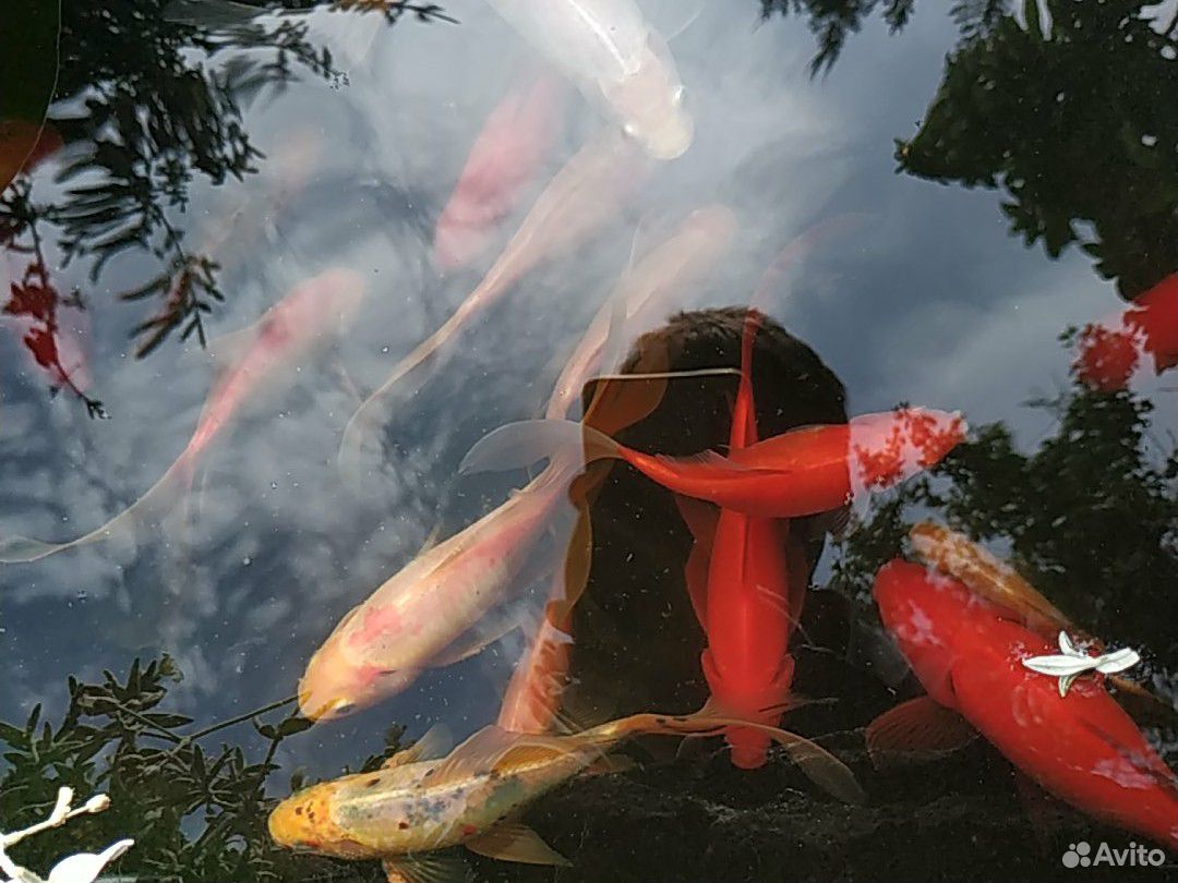 Рыбки для пруда, Пантедерия,Лилии (Нимфеи ) купить на Зозу.ру - фотография № 6