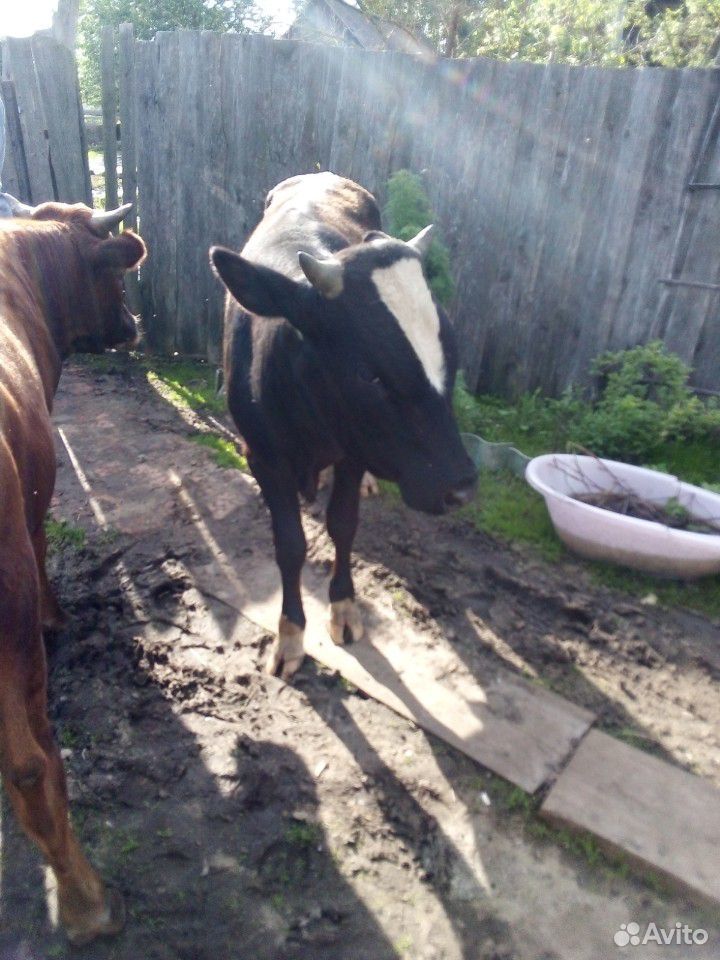 Продам телят, быков купить на Зозу.ру - фотография № 8