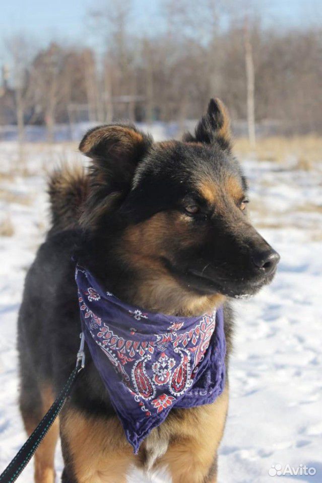 Очаровательный пёс из приюта ищет хозяина купить на Зозу.ру - фотография № 3