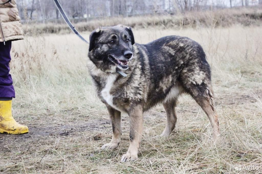 Дружелюбная собака Карамелька ищет семью в дар купить на Зозу.ру - фотография № 3