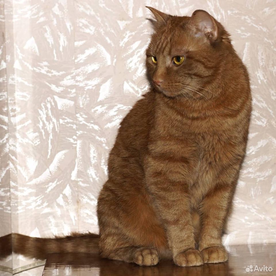 Песочно-солнечная огненная кошка купить на Зозу.ру - фотография № 2