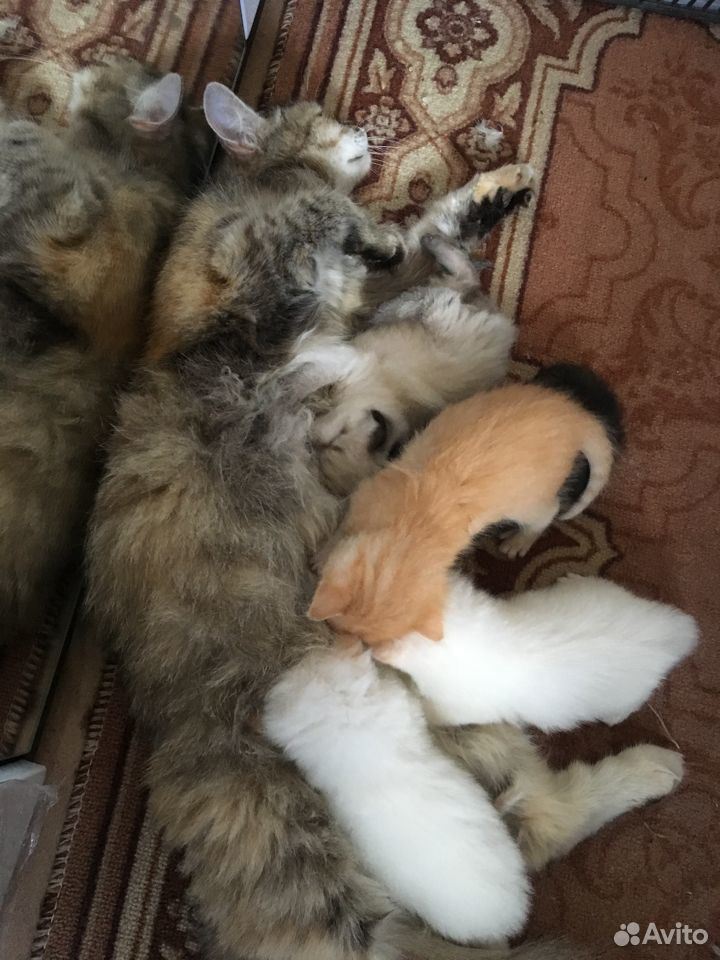 Котята купить на Зозу.ру - фотография № 2