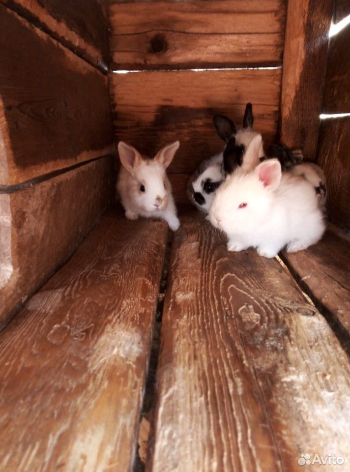 Кролики купить на Зозу.ру - фотография № 7