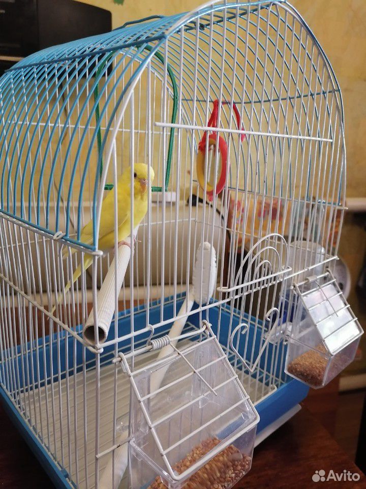 Волнистый попугайчик с клеткой купить на Зозу.ру - фотография № 1