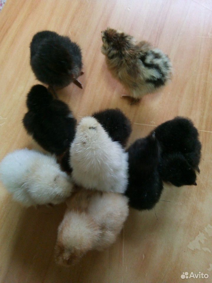Цыплятки купить на Зозу.ру - фотография № 2