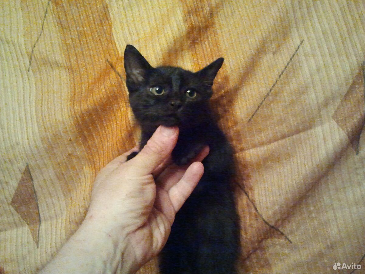 Котик самец в добрые руки купить на Зозу.ру - фотография № 1