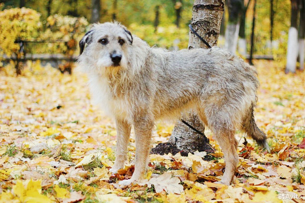 Собака-бородуля Тиша в добрые руки купить на Зозу.ру - фотография № 4