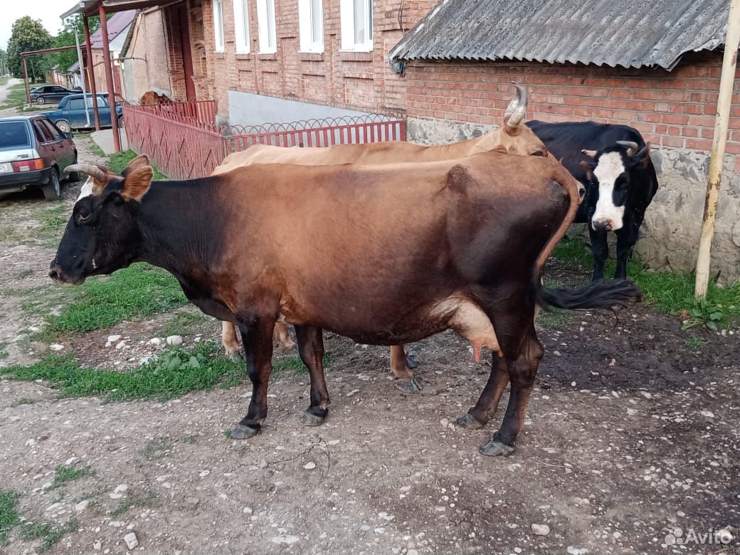 Корова дойная,с теленком дает 12литров молока купить на Зозу.ру - фотография № 9