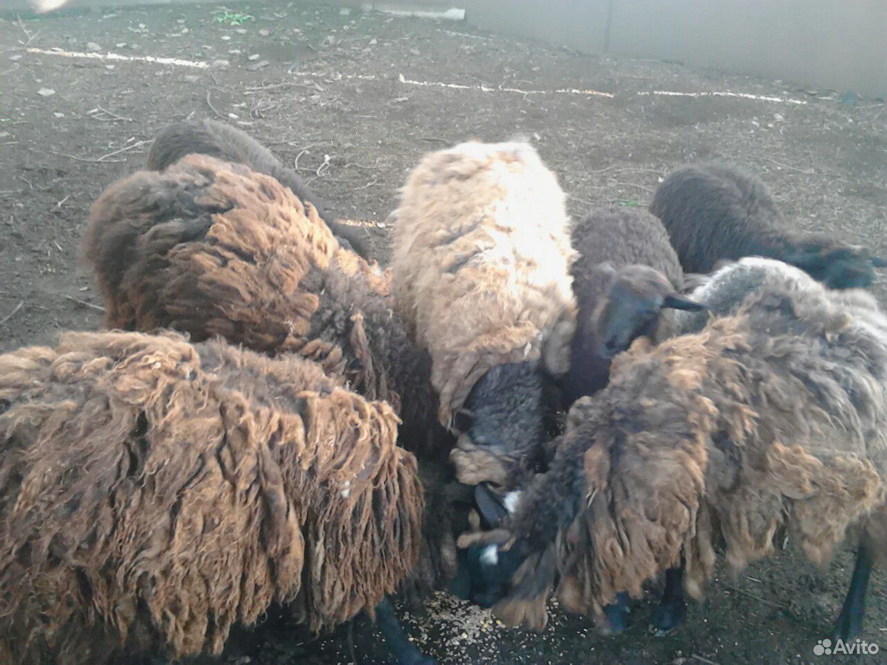 Продам стадо овец купить на Зозу.ру - фотография № 2