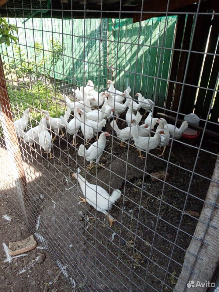 Петухи и цыплята купить на Зозу.ру - фотография № 8