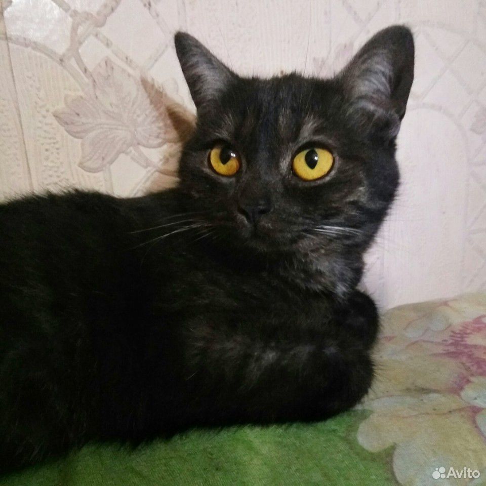 Кошка Фрея ищет дом купить на Зозу.ру - фотография № 2