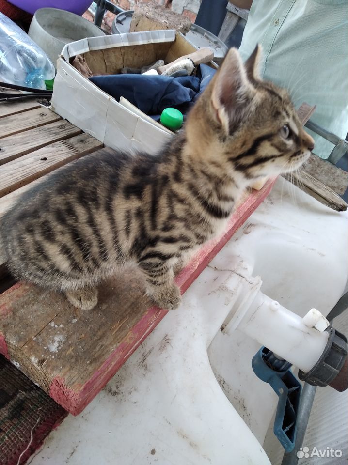 Бенгалка кошка купить на Зозу.ру - фотография № 2