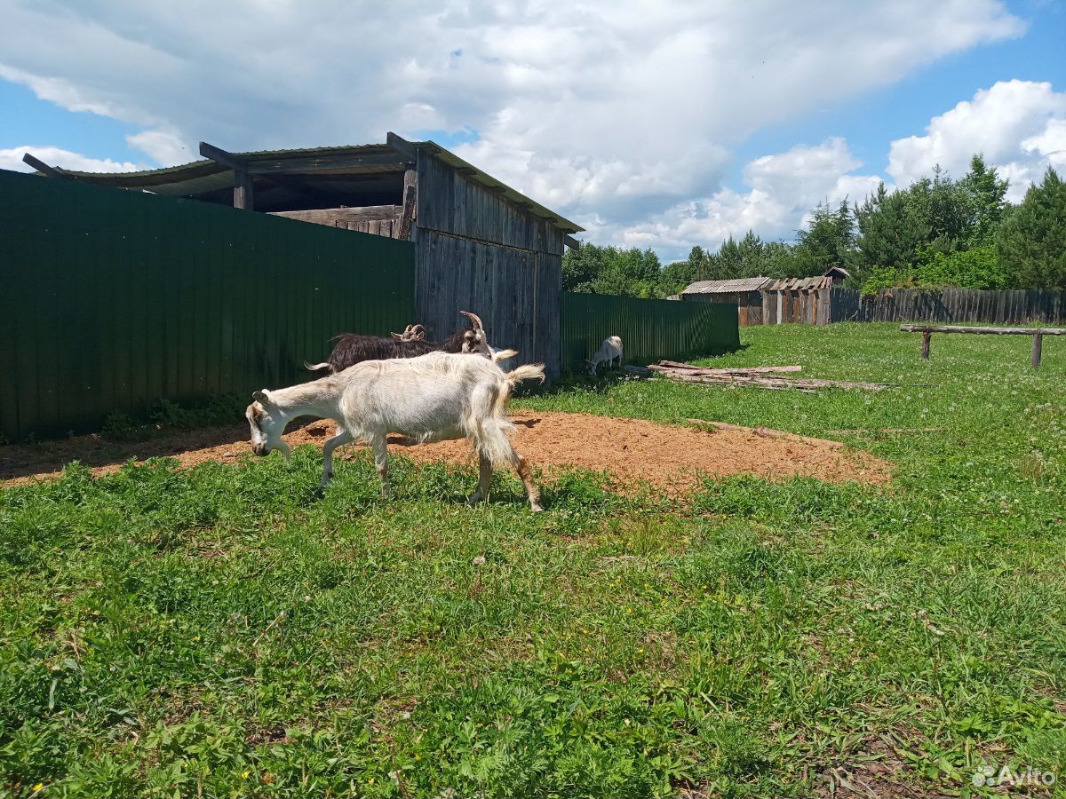 Продам стадо коз купить на Зозу.ру - фотография № 9