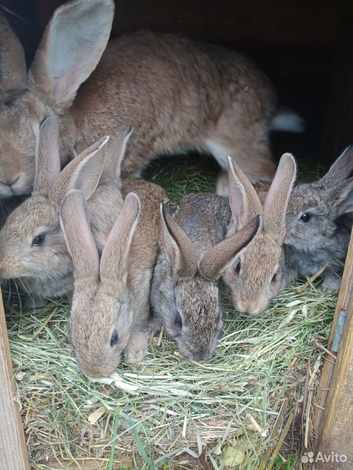 Кролики породы фландр купить на Зозу.ру - фотография № 2