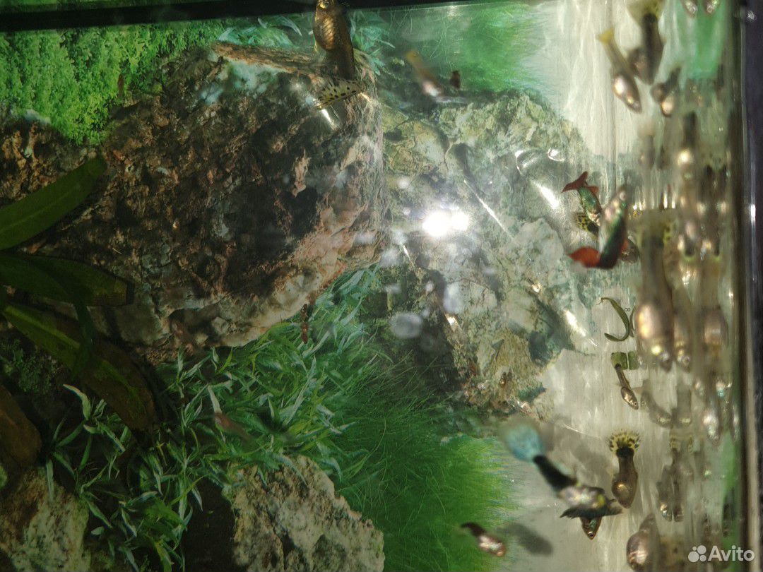 Рыбки "гуппи" разных пород купить на Зозу.ру - фотография № 1