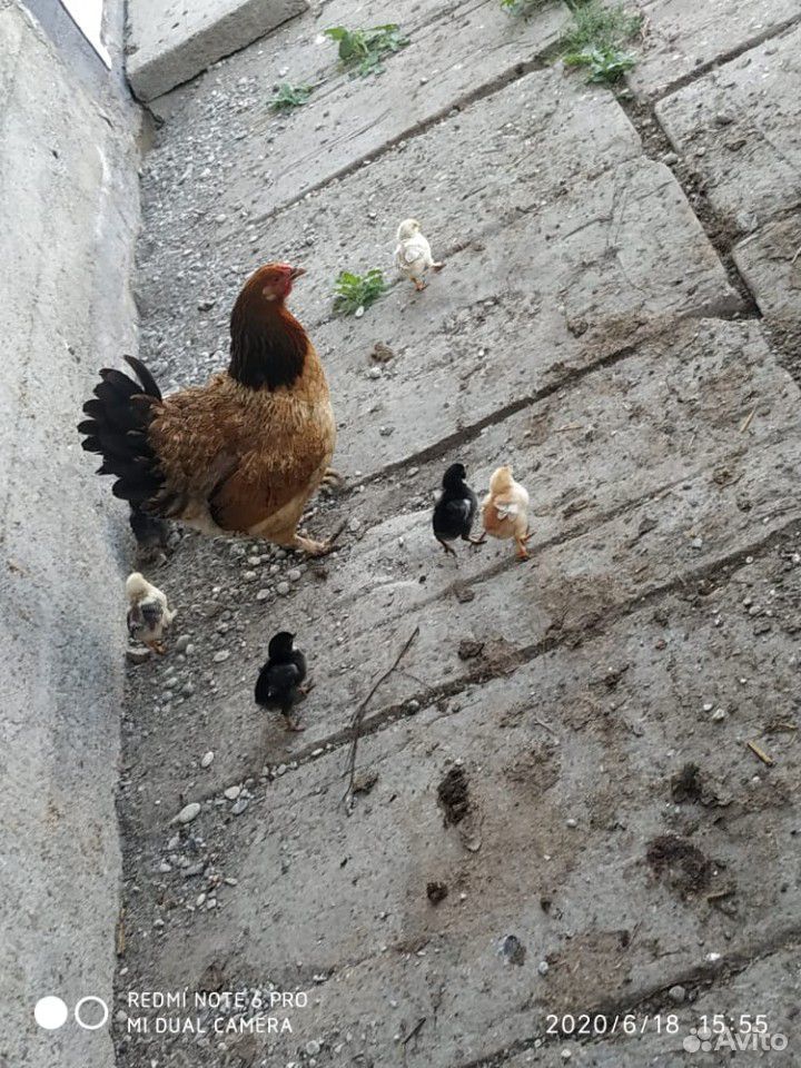 Курица с цеплятами двухнедельные 9шт купить на Зозу.ру - фотография № 2