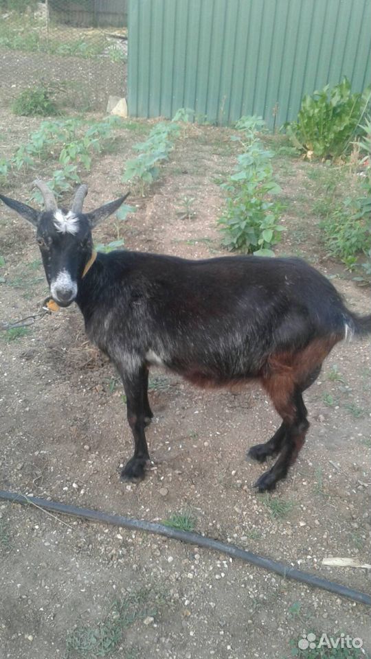 Продается коза с козочкой купить на Зозу.ру - фотография № 1