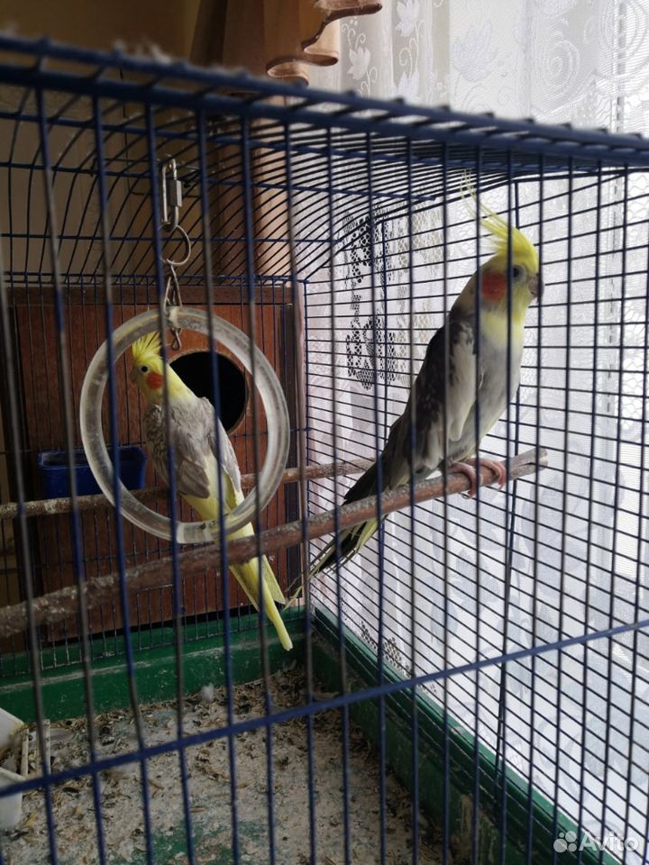 Продажа птиц: волнистые попугаи, кареллы, амадины купить на Зозу.ру - фотография № 2