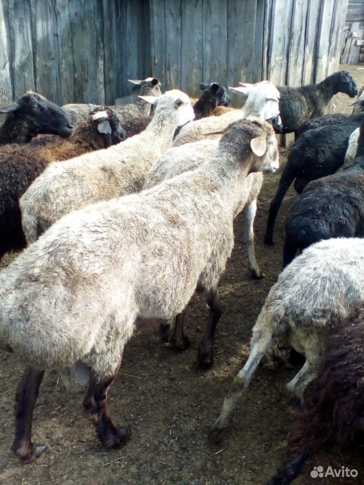 Овцы, бараны племенные купить на Зозу.ру - фотография № 9