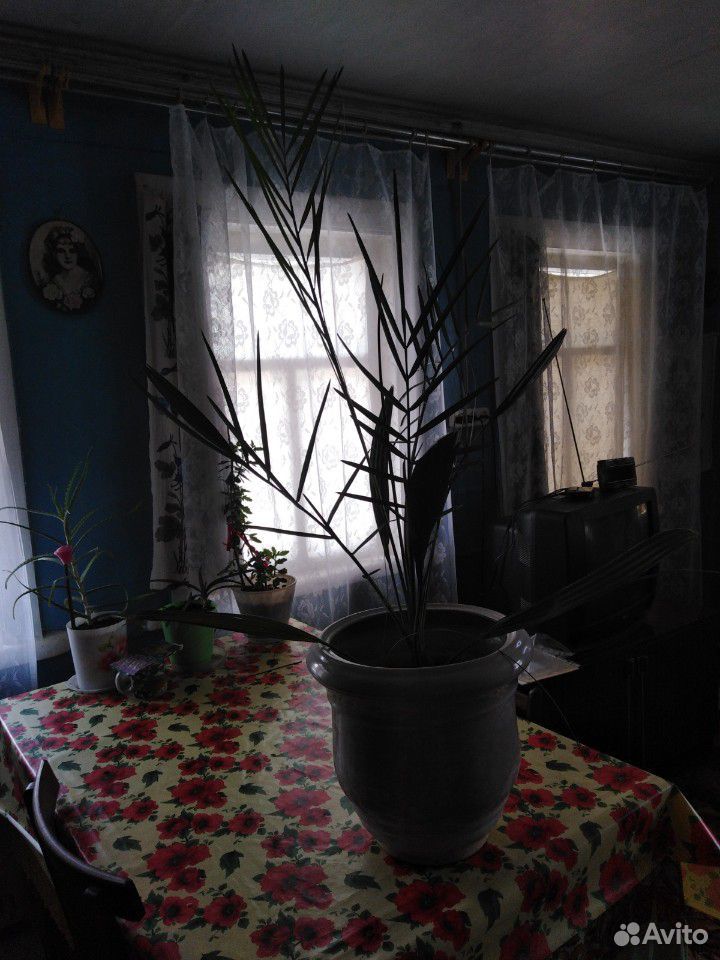 Финиковая пальма купить на Зозу.ру - фотография № 9