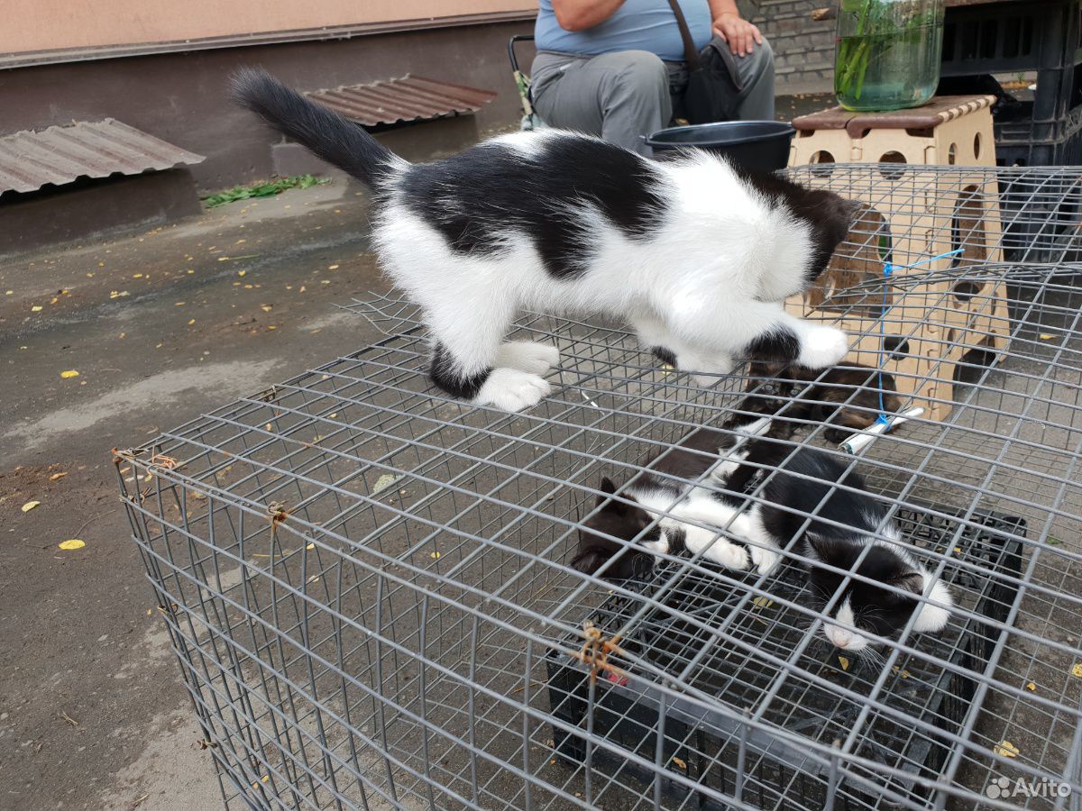 2 Котика и 2 кошечки купить на Зозу.ру - фотография № 5