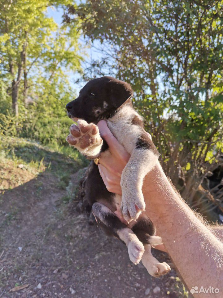 Собака купить на Зозу.ру - фотография № 10