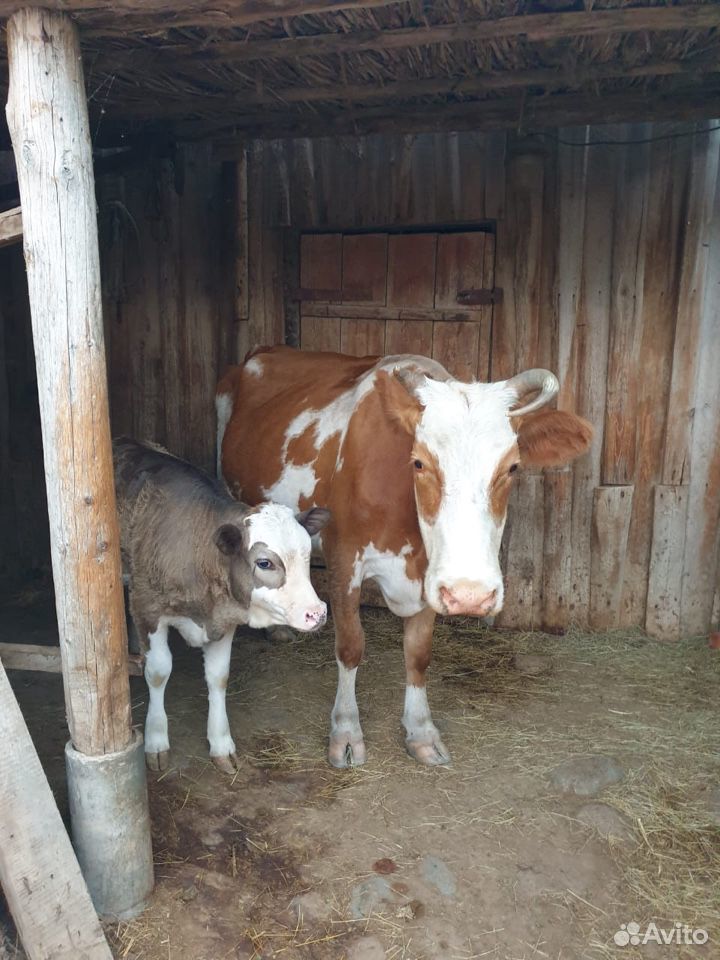 Корова и теленок купить на Зозу.ру - фотография № 3