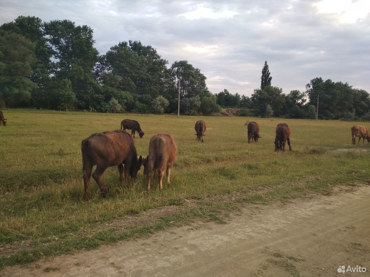 Бычки, буйволы купить на Зозу.ру - фотография № 2