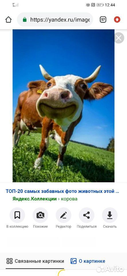 Продам каров и порасят и овцы купить на Зозу.ру - фотография № 1