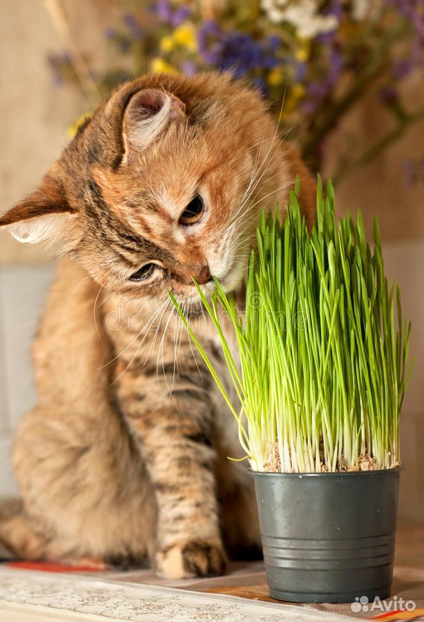 Трава для питомцев кошек, кроликов, хомячков купить на Зозу.ру - фотография № 1