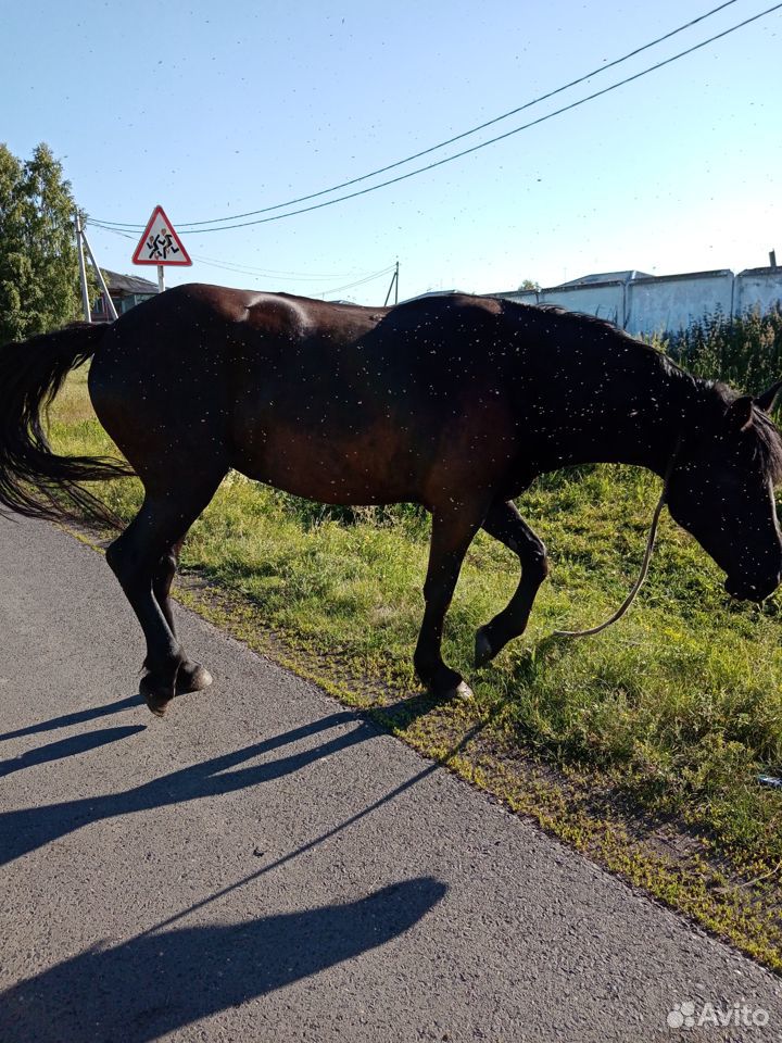 Продам лошадь (кобыла майская 8 лет) купить на Зозу.ру - фотография № 3