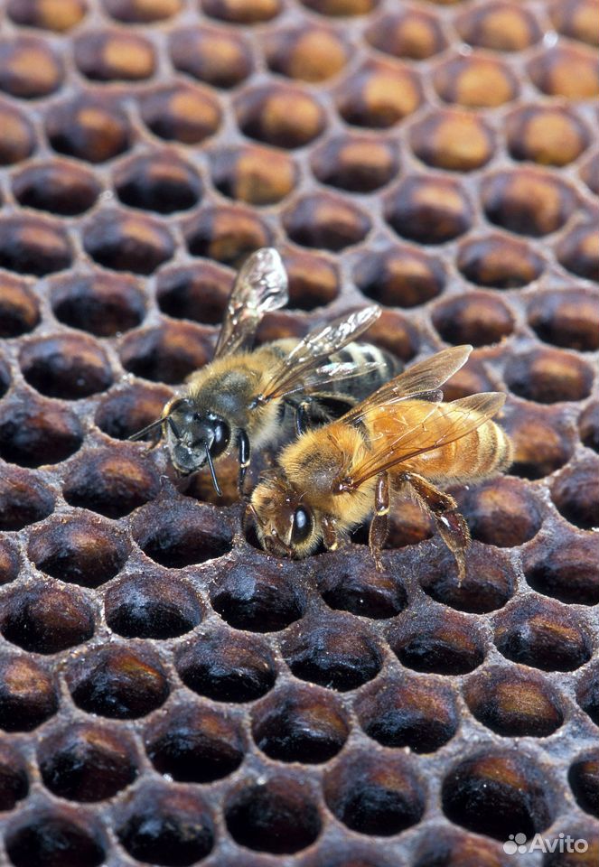 Пчелы плодные матки Карника из Швейцарии купить на Зозу.ру - фотография № 4