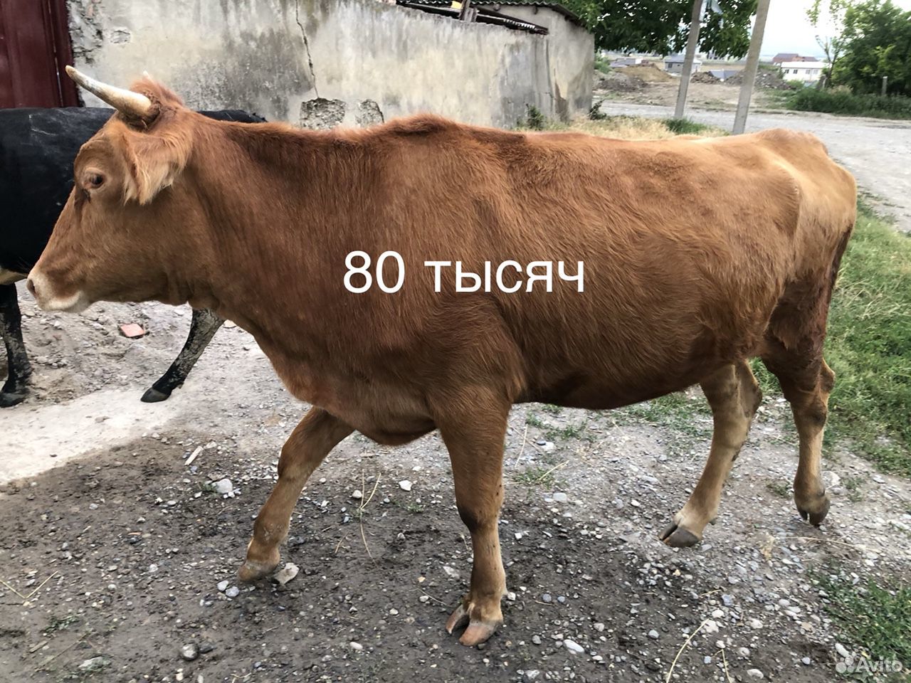 Корова, бык, телята купить на Зозу.ру - фотография № 7