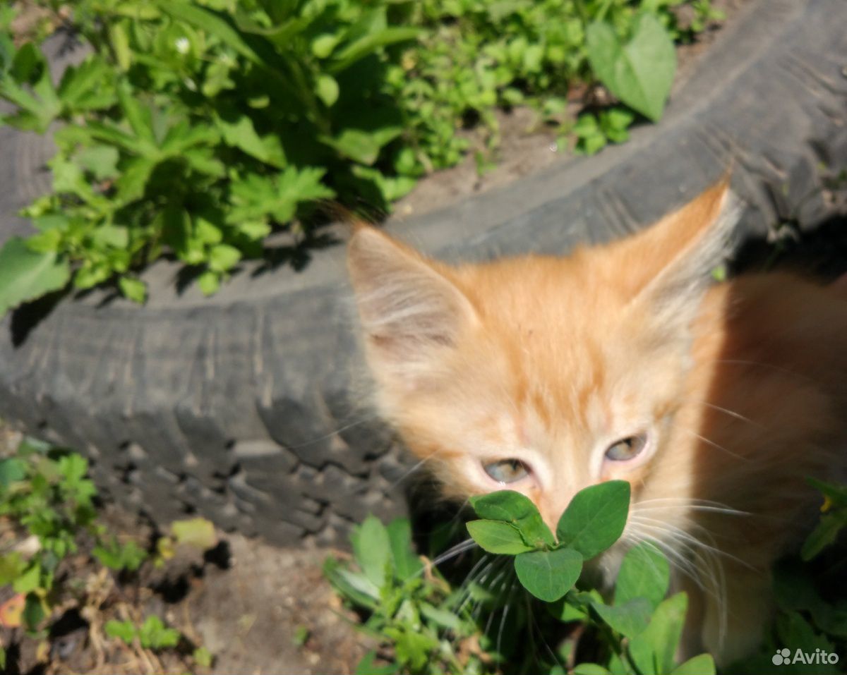 Котята купить на Зозу.ру - фотография № 8
