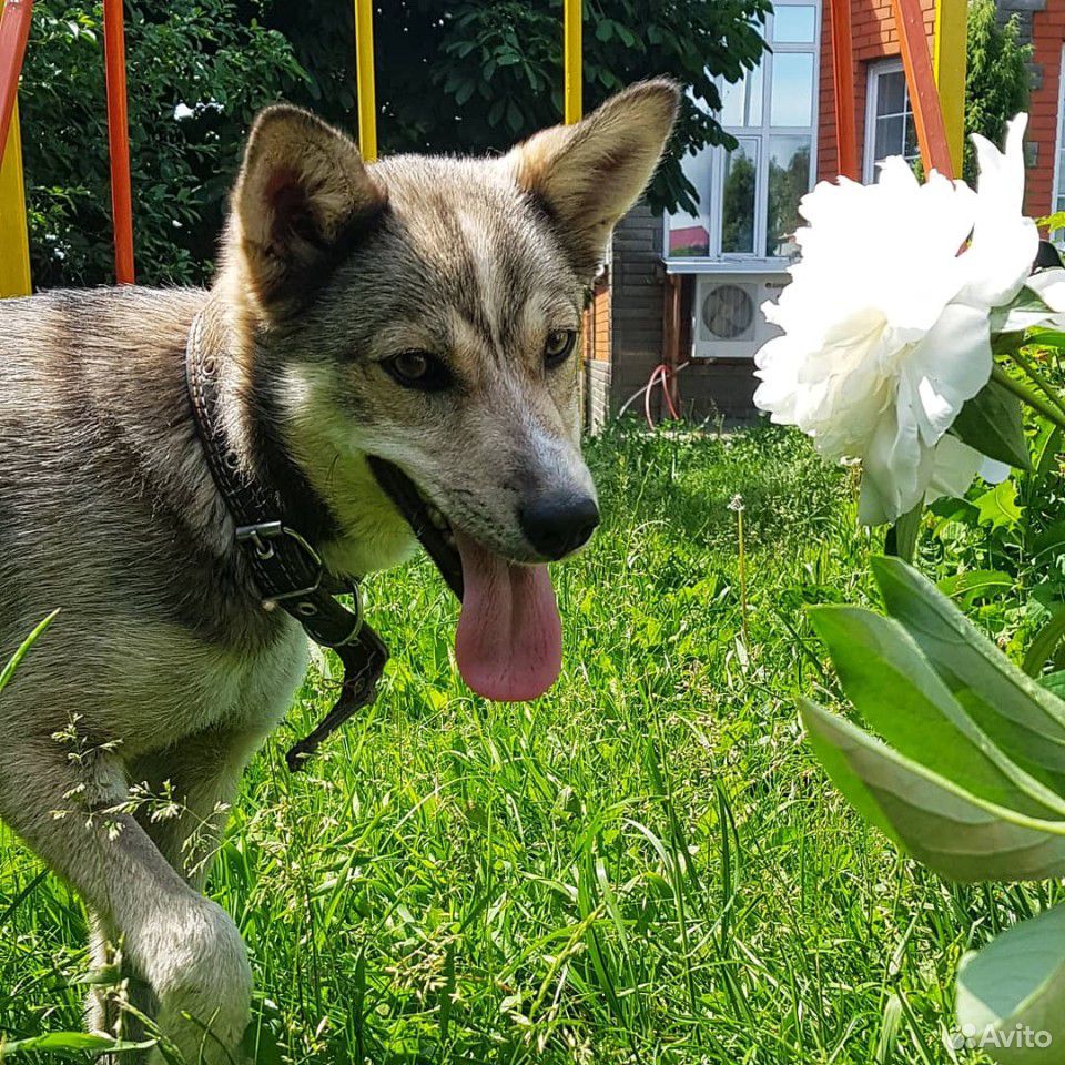 Молодая собачка купить на Зозу.ру - фотография № 2