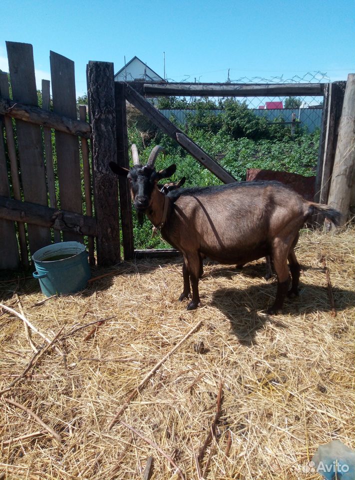 Продам козу дойной породы и двух козочек купить на Зозу.ру - фотография № 2
