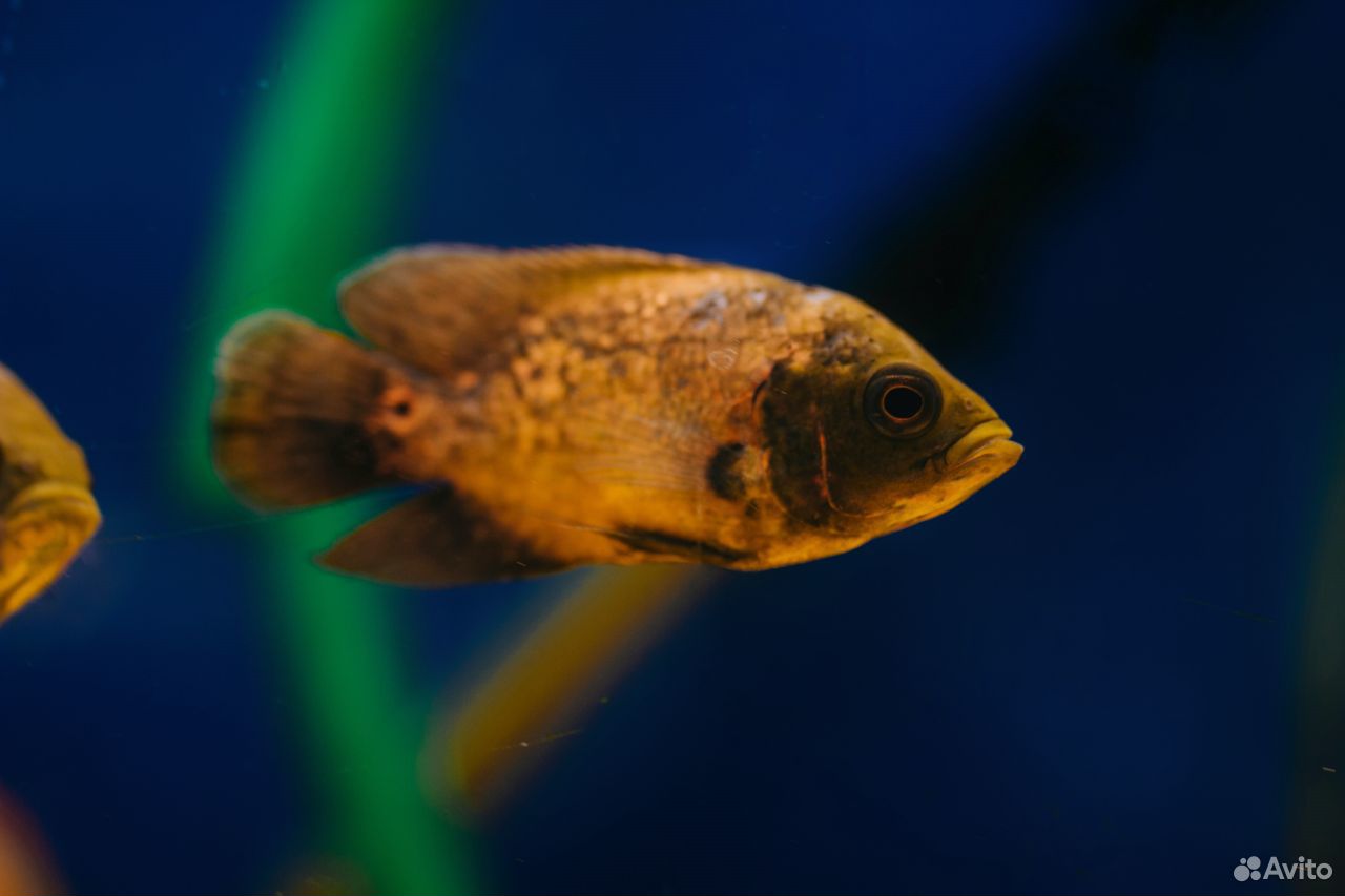 Шикарные аквариумные рыбки более 100 видов купить на Зозу.ру - фотография № 2