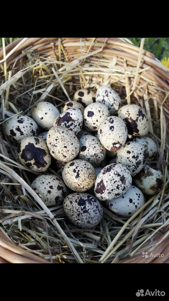 Перепелиные яйца купить на Зозу.ру - фотография № 2