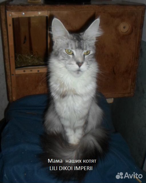 Котятки мейн-кун купить на Зозу.ру - фотография № 10