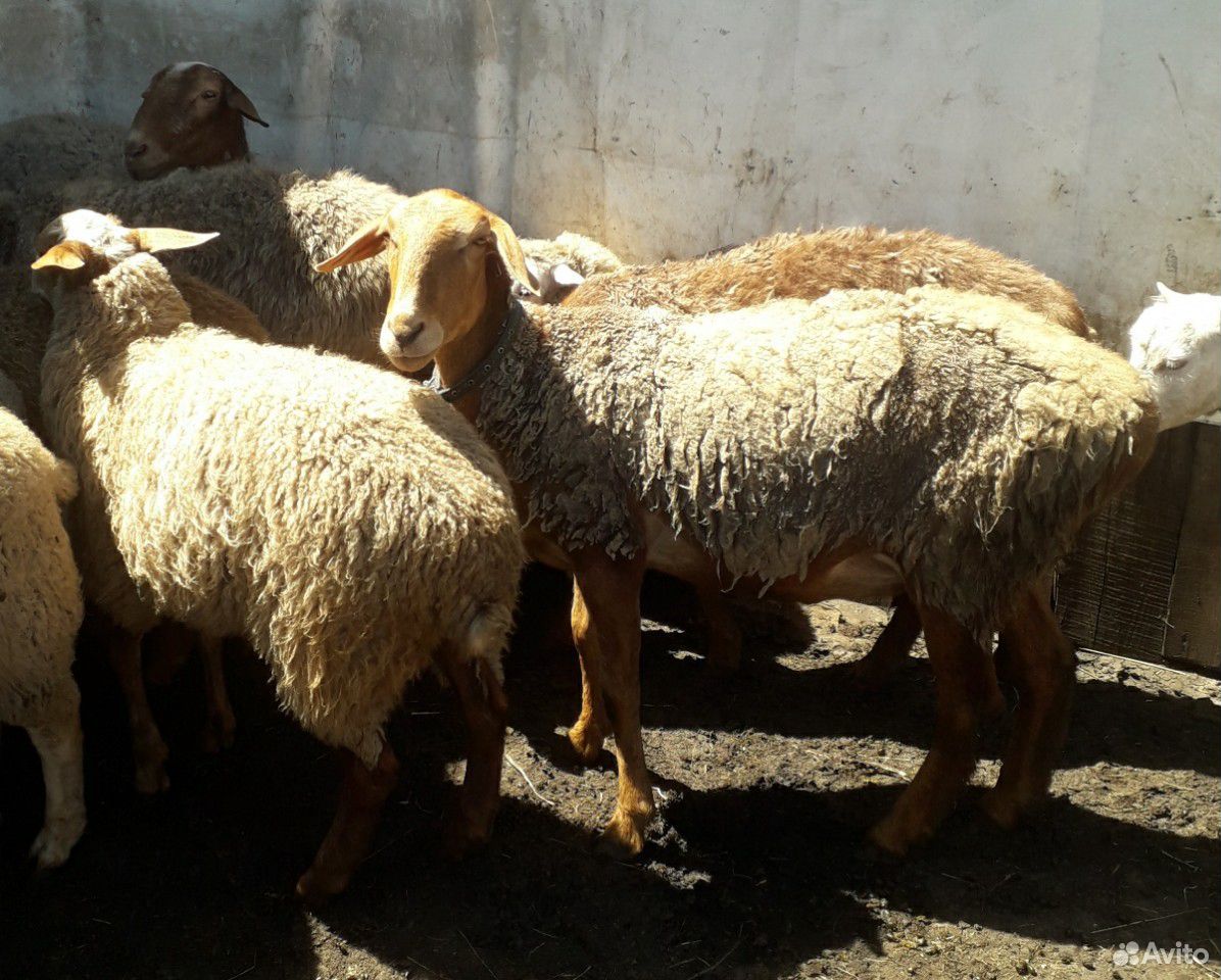Баран,ярки,овцы купить на Зозу.ру - фотография № 9