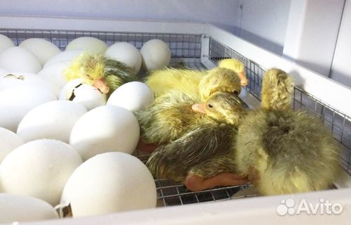 Продажа молодняка, инкубационного яйца купить на Зозу.ру - фотография № 3