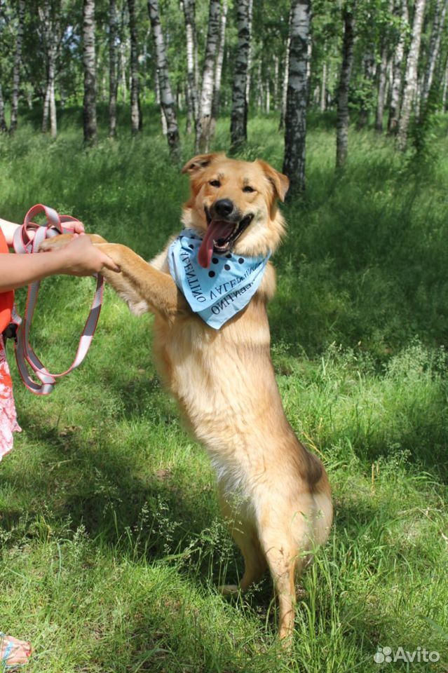 Собака Лиза в добрые руки купить на Зозу.ру - фотография № 8